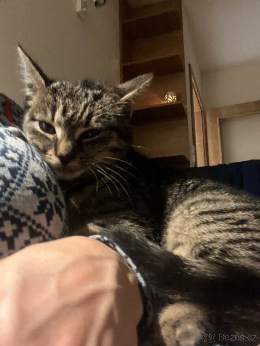 Daruji koťe staří 3 měsíce