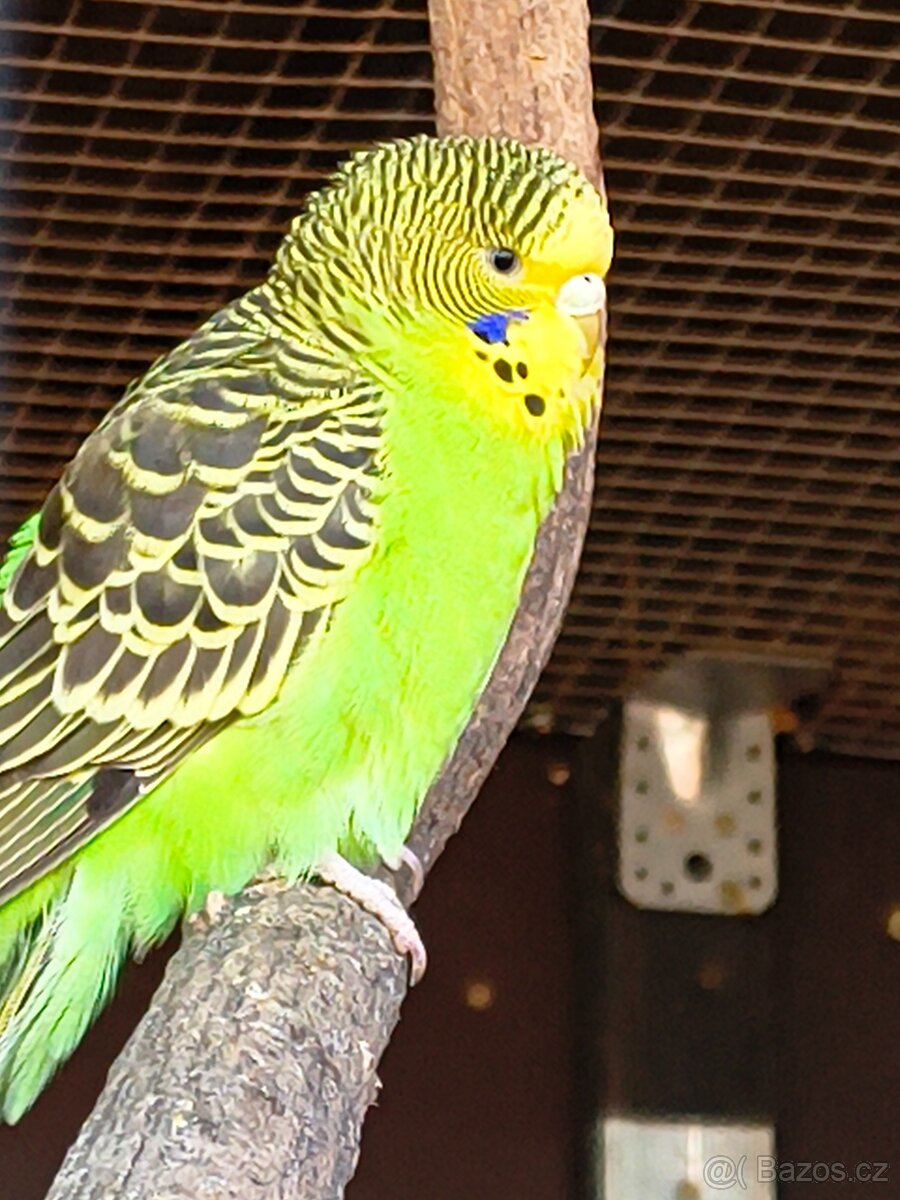 Andulka přírodní vlnkovaná