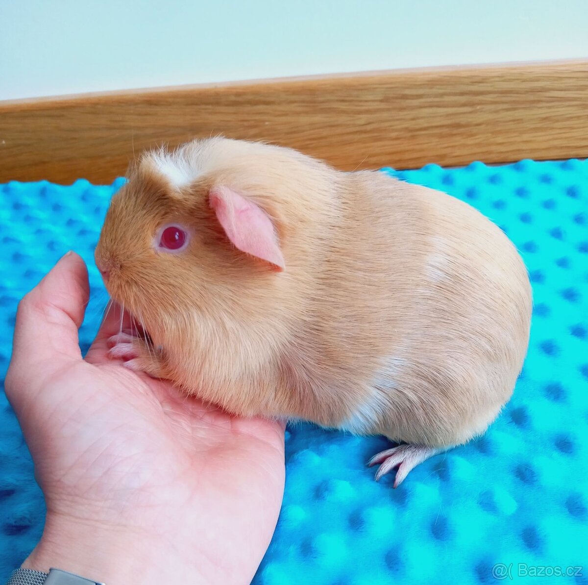 Morče - malá samička z CHS