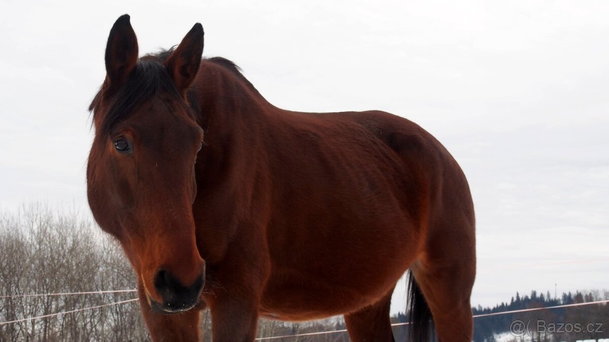 Chovná Hannoverská klisna