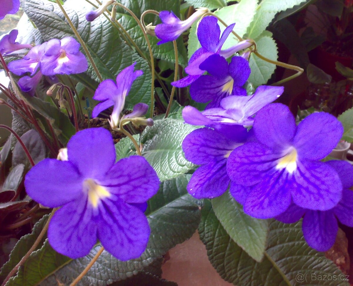 Modrofialová tořivka - Streptocarpus - rostlina