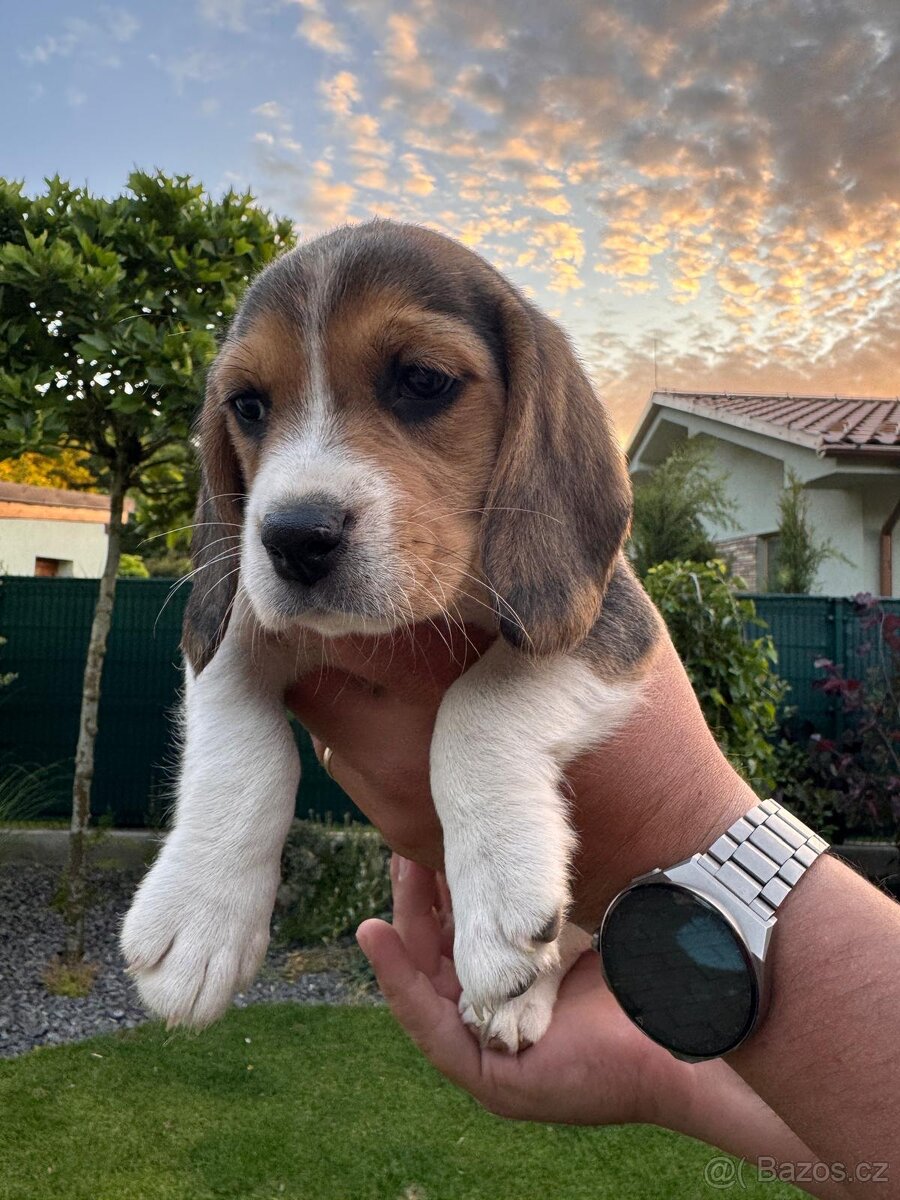 Beagle