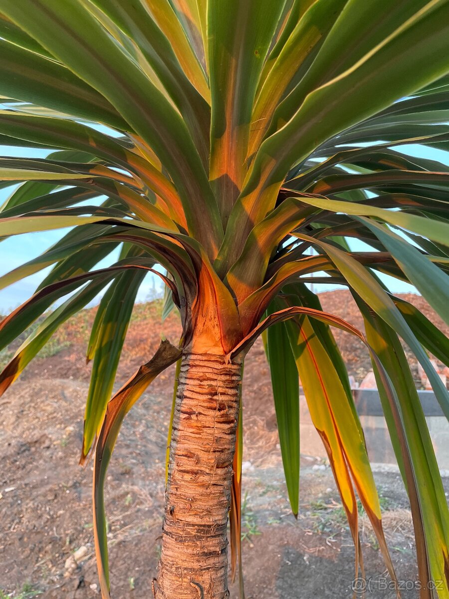 Palma