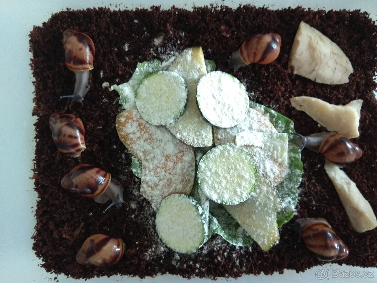 Africký šnek Archachatina Marginata Suturalis dark body