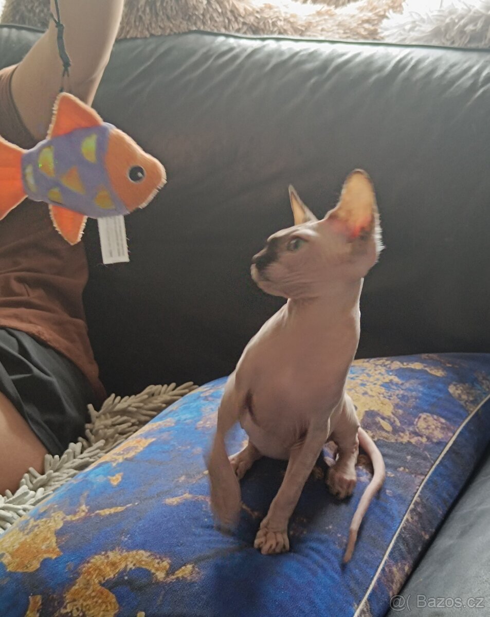 SPHYNX kotě kočička bez PP