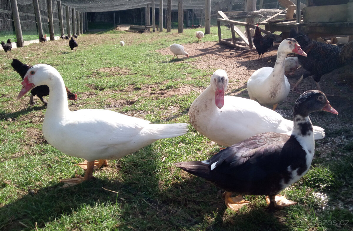 Kačer kachny pižmové - čínské