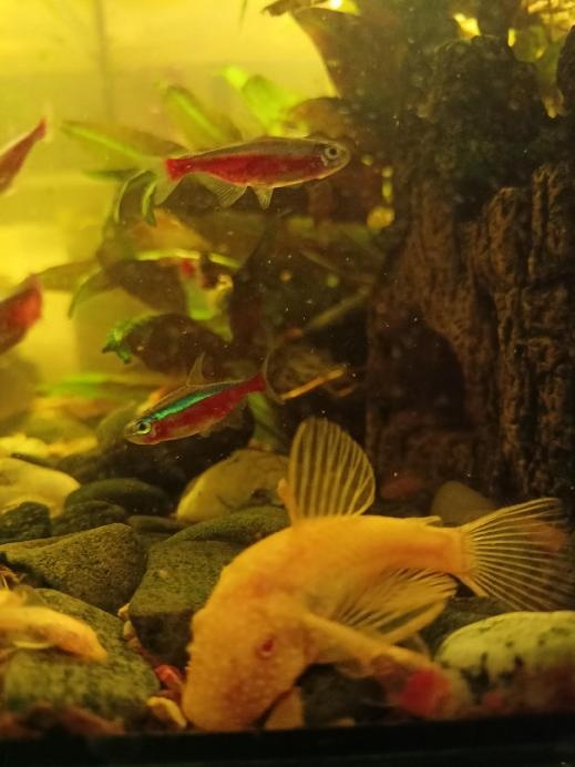 Chovný pár Ancistrus GOLD