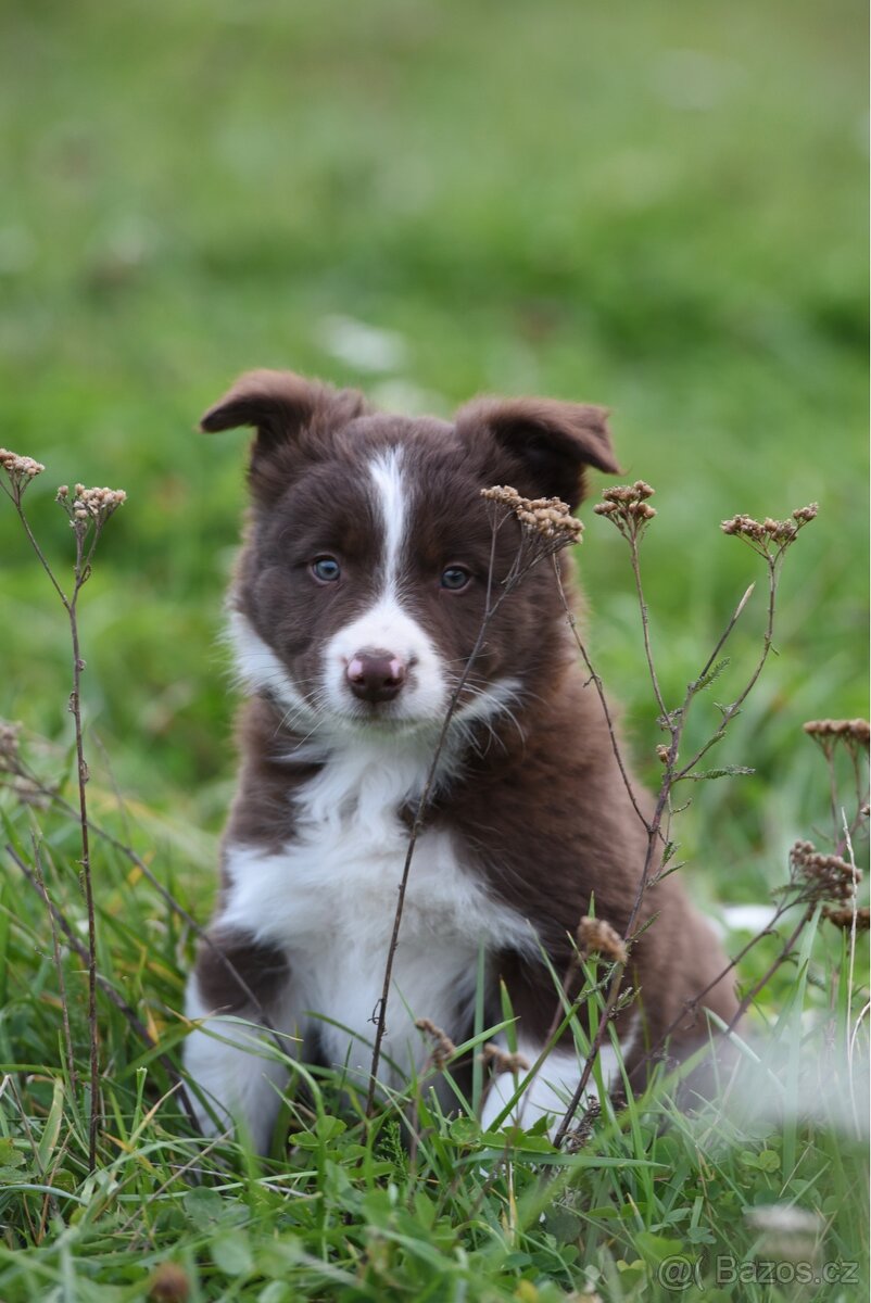 Štěňátko border kolie