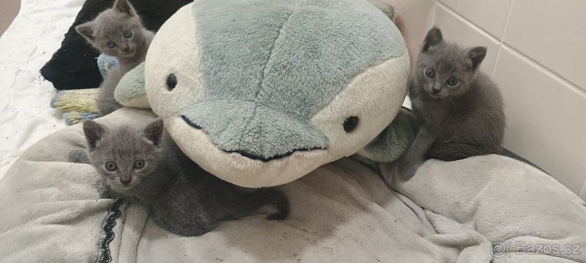 Prodám kartouzské kotě - kočička, kocorek