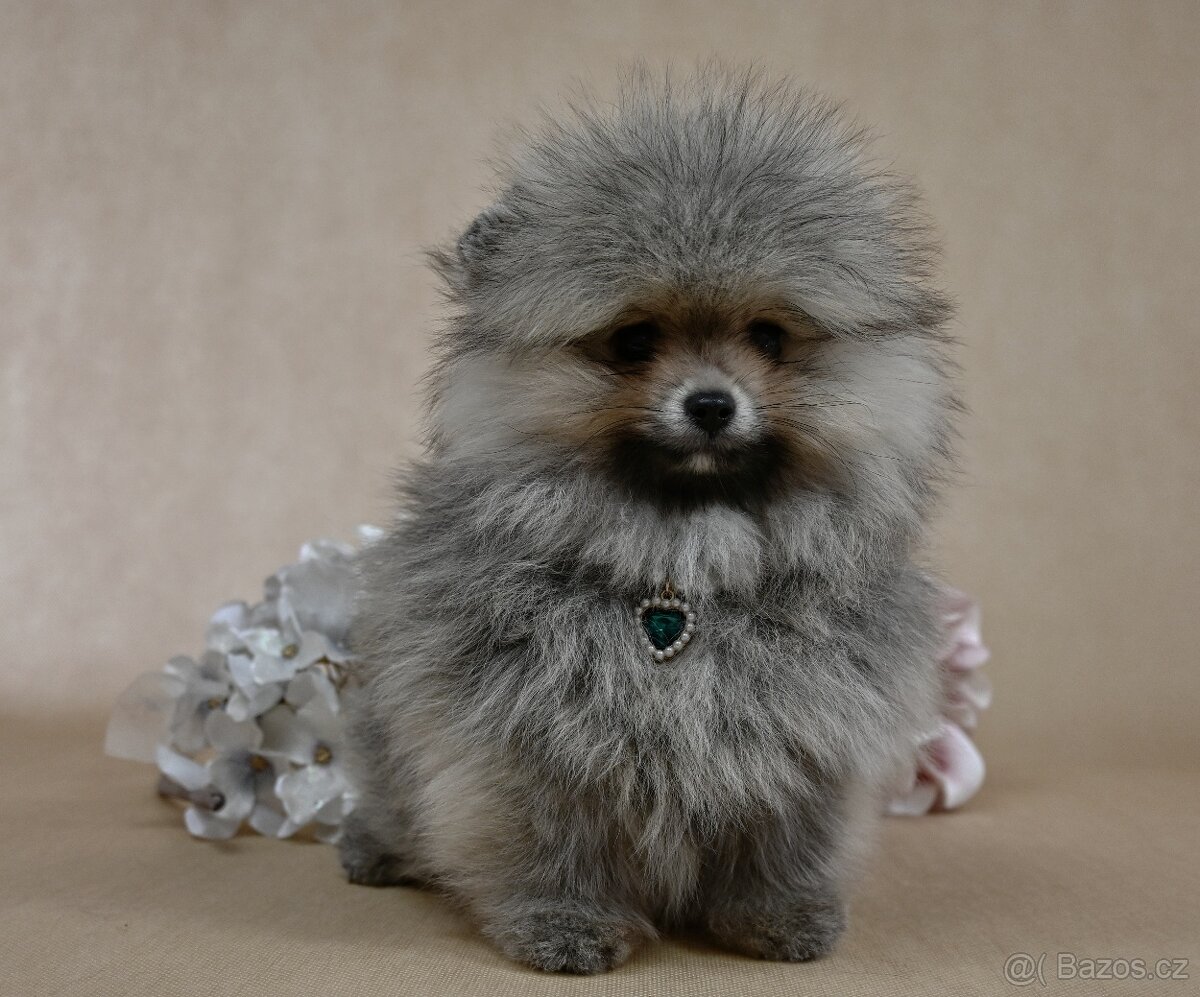 Pomeranian s PP