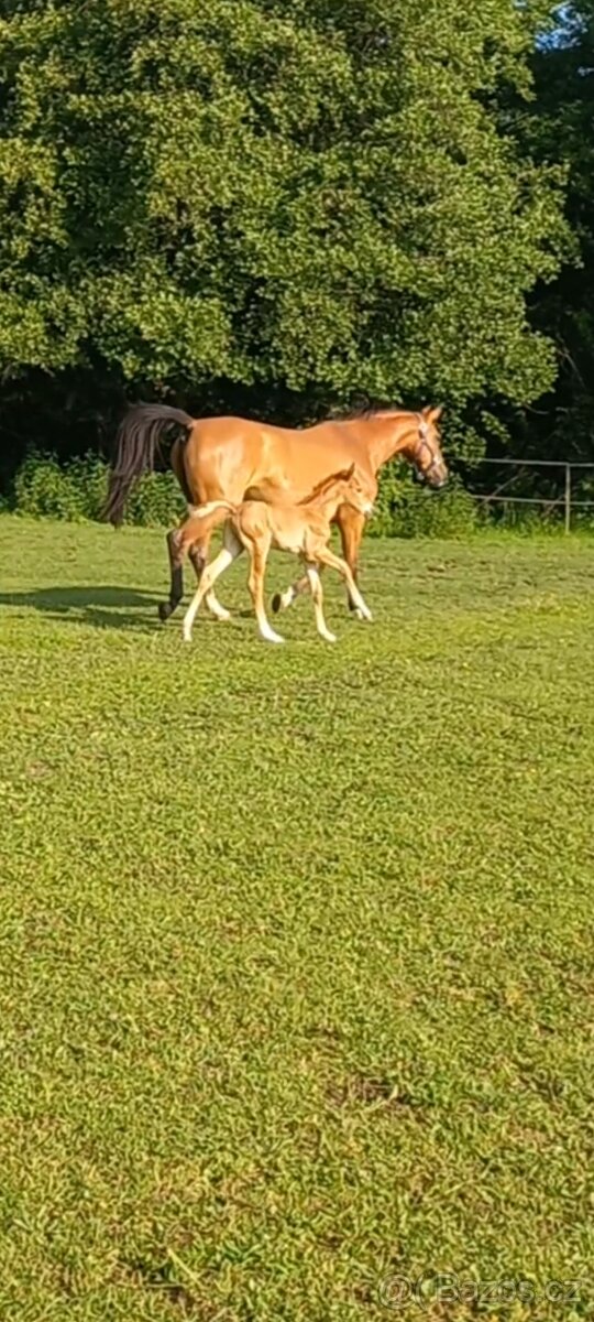 Letošní hřebeček