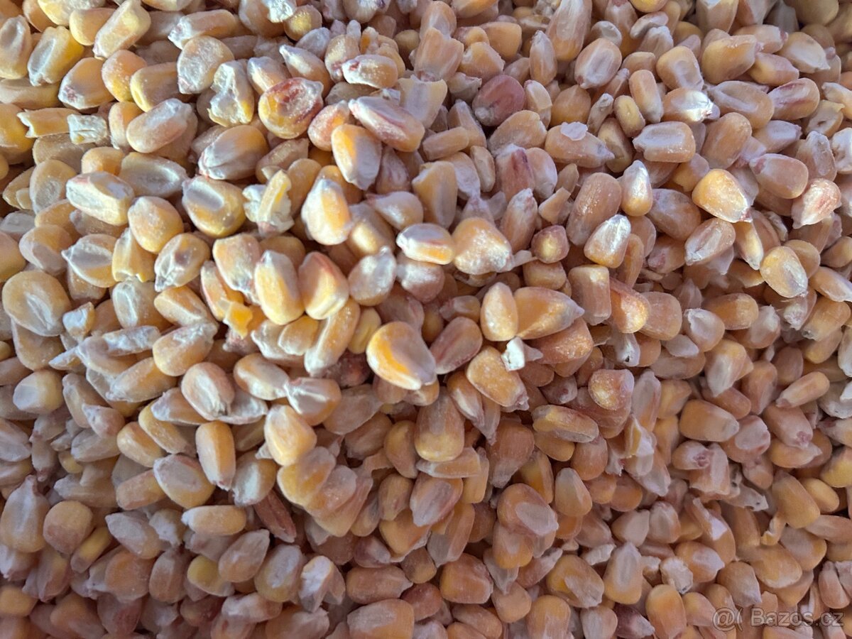 Kukuřice zrno,sušená