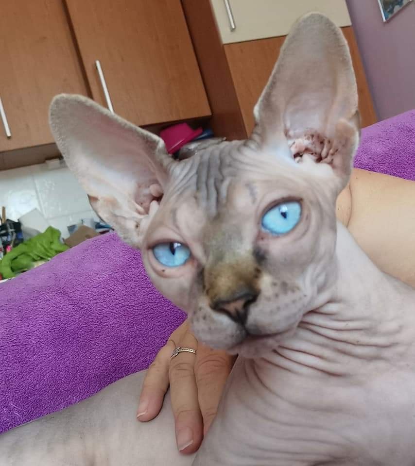 Sphynx