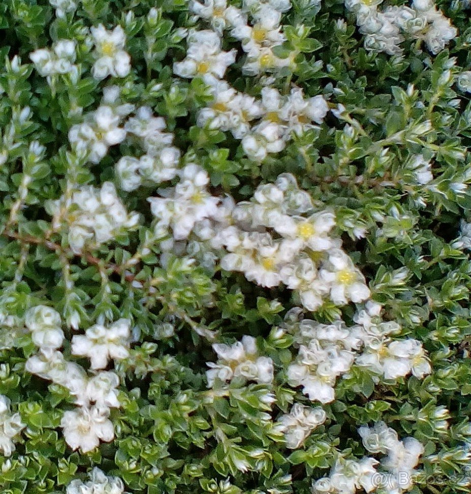 Paronychia kapela - zelený živý koberec (zajímavě kvete)