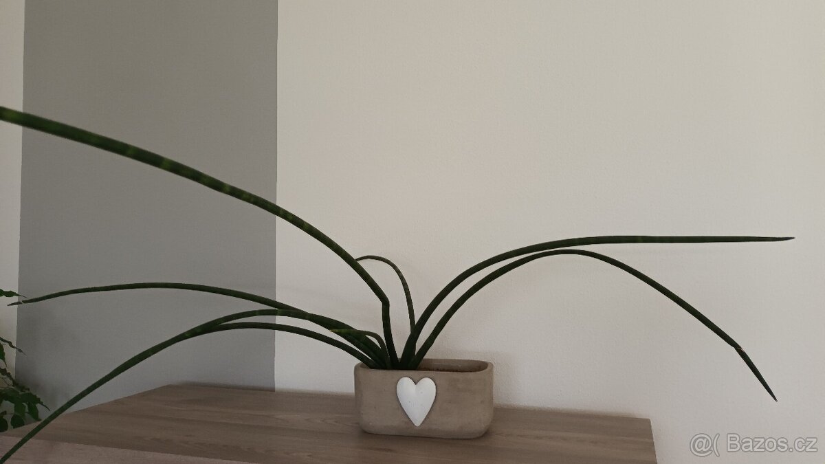 SANSEVIERIA CYLINDRICA - "Tchýnin jazyk"