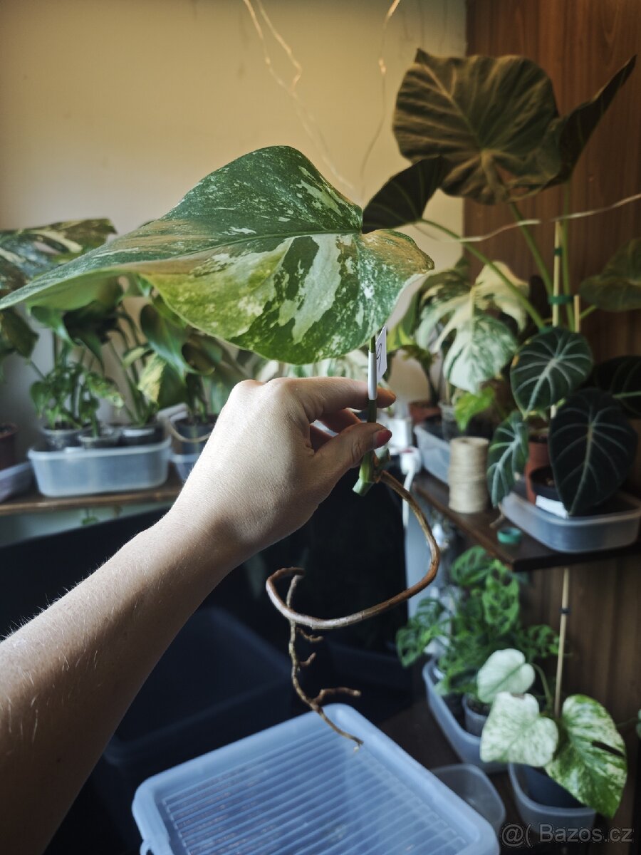Monstera alba č.9