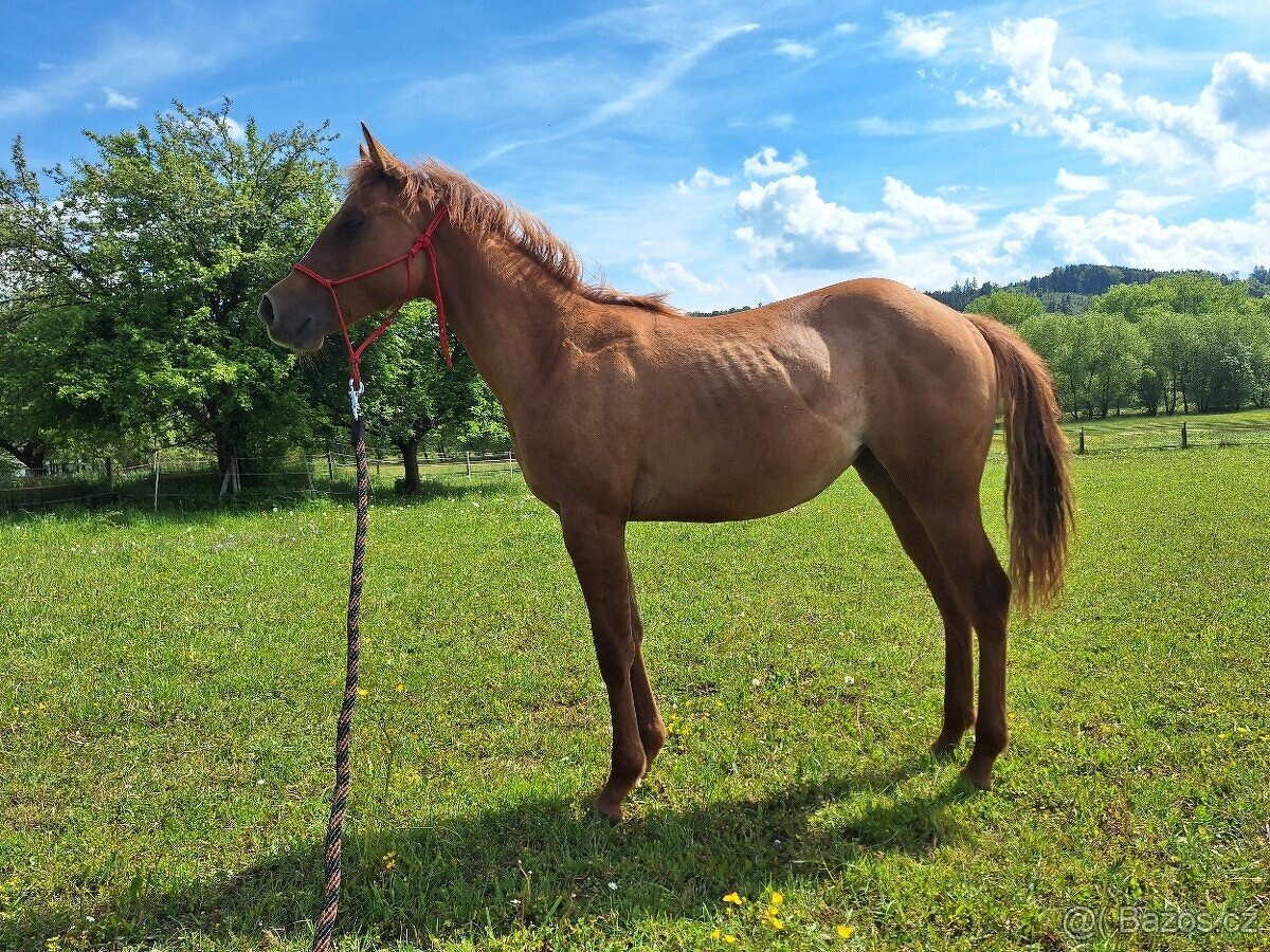 Klisna, kobylka AQH, QH, USA papíry