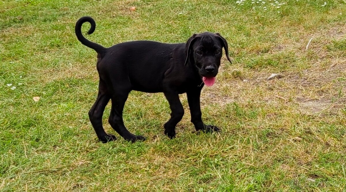 Štěňátko Cane Corso