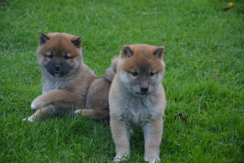 Shiba inu s průkazem původu