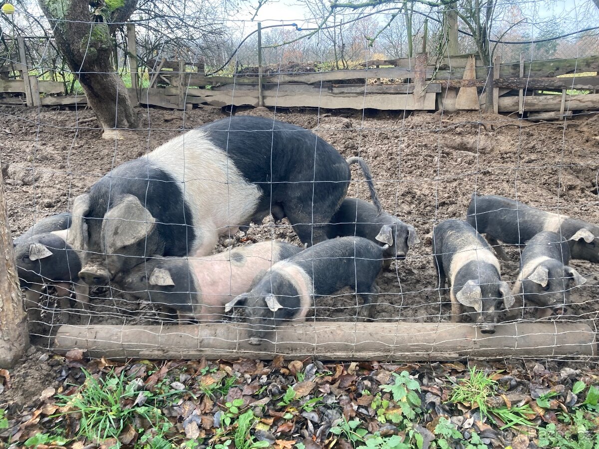 Prodám selata na výkrm