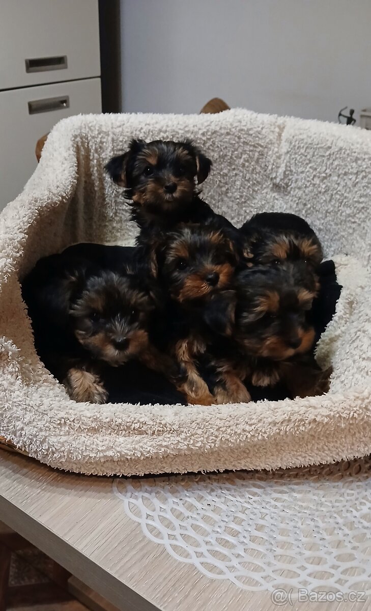 Štěňátka Jorkširsky teriér