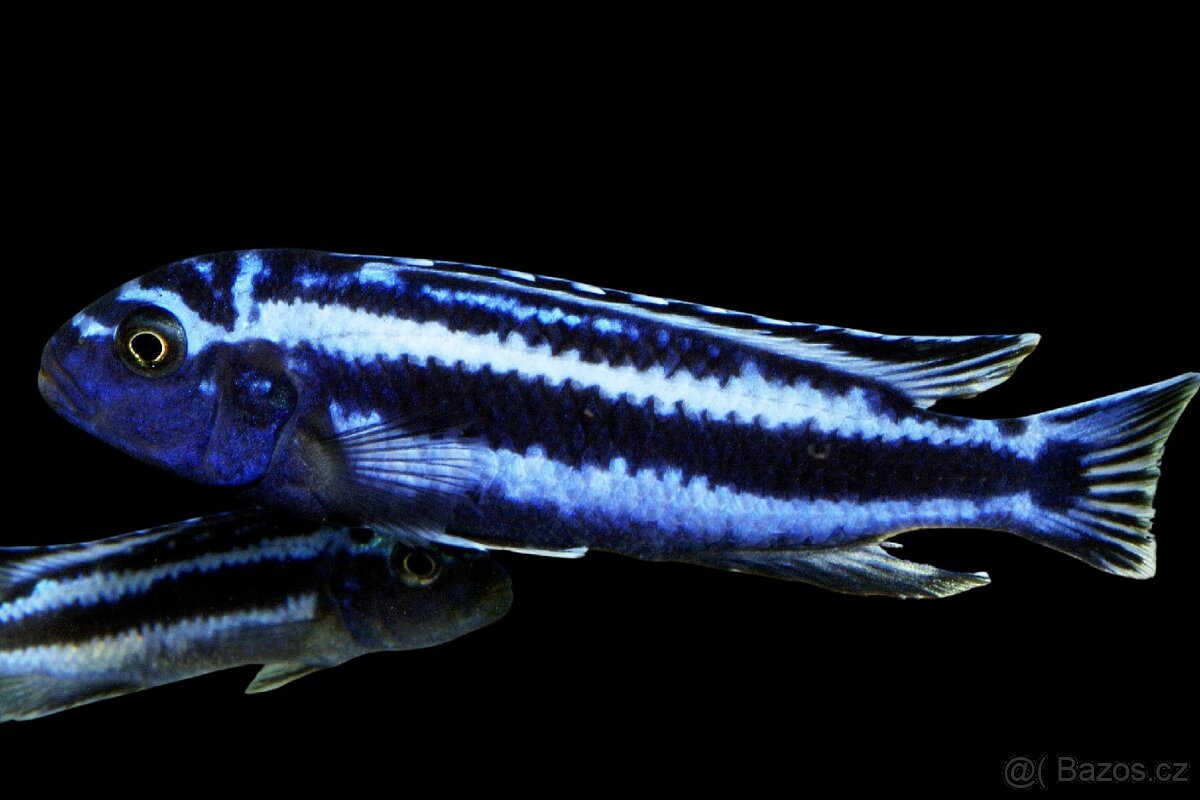 Tlamovci (melanochromis maingano)
