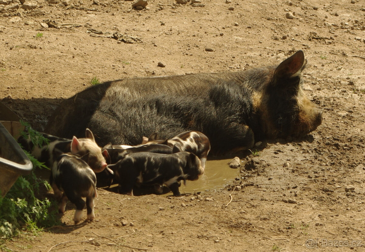 Kune-Kune