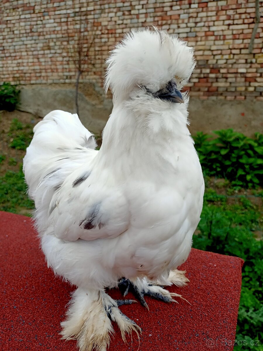 Kohout hedvábnička saténka