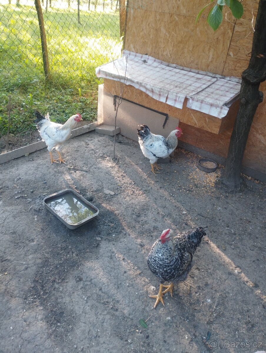 Kohouti