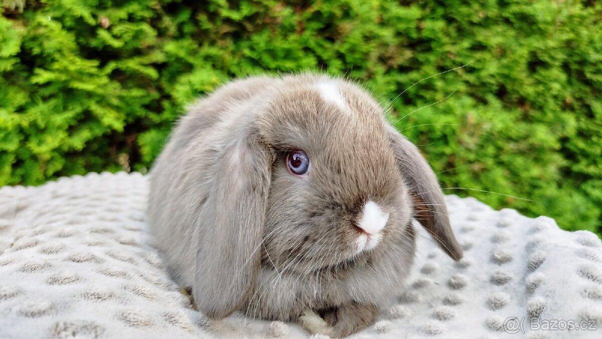 Zakrslý beránek, králíček, králík - ŇUFÍK