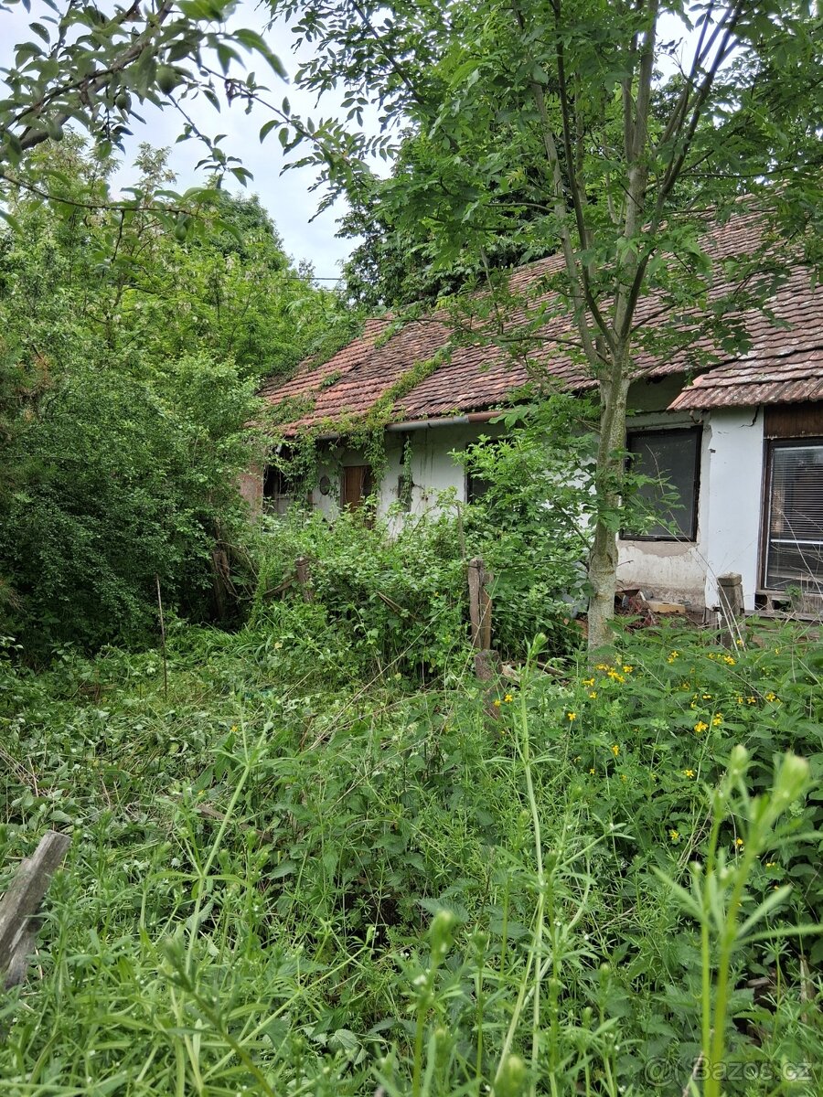 Dřevo