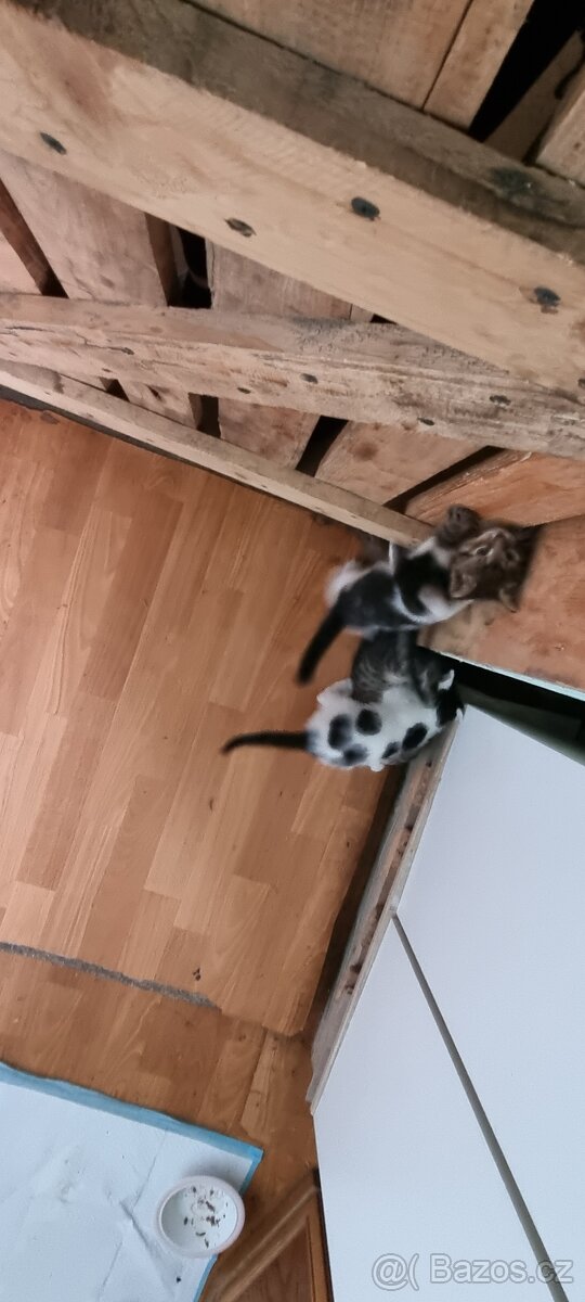 Daruje koťátka