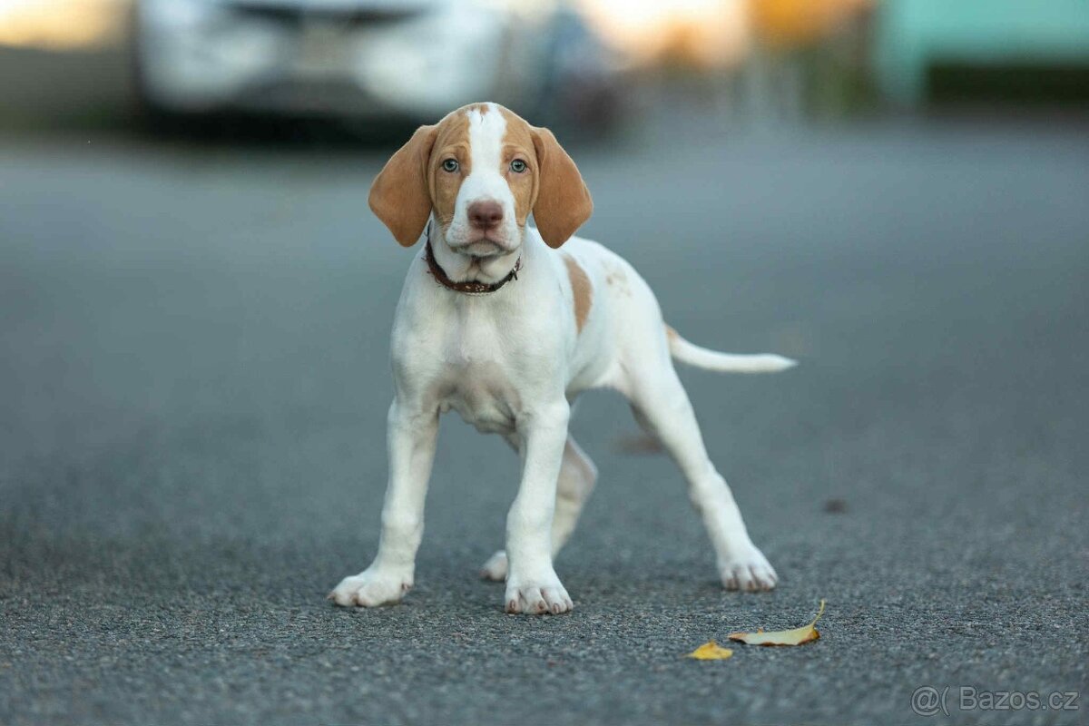 Saintgermánský ohař