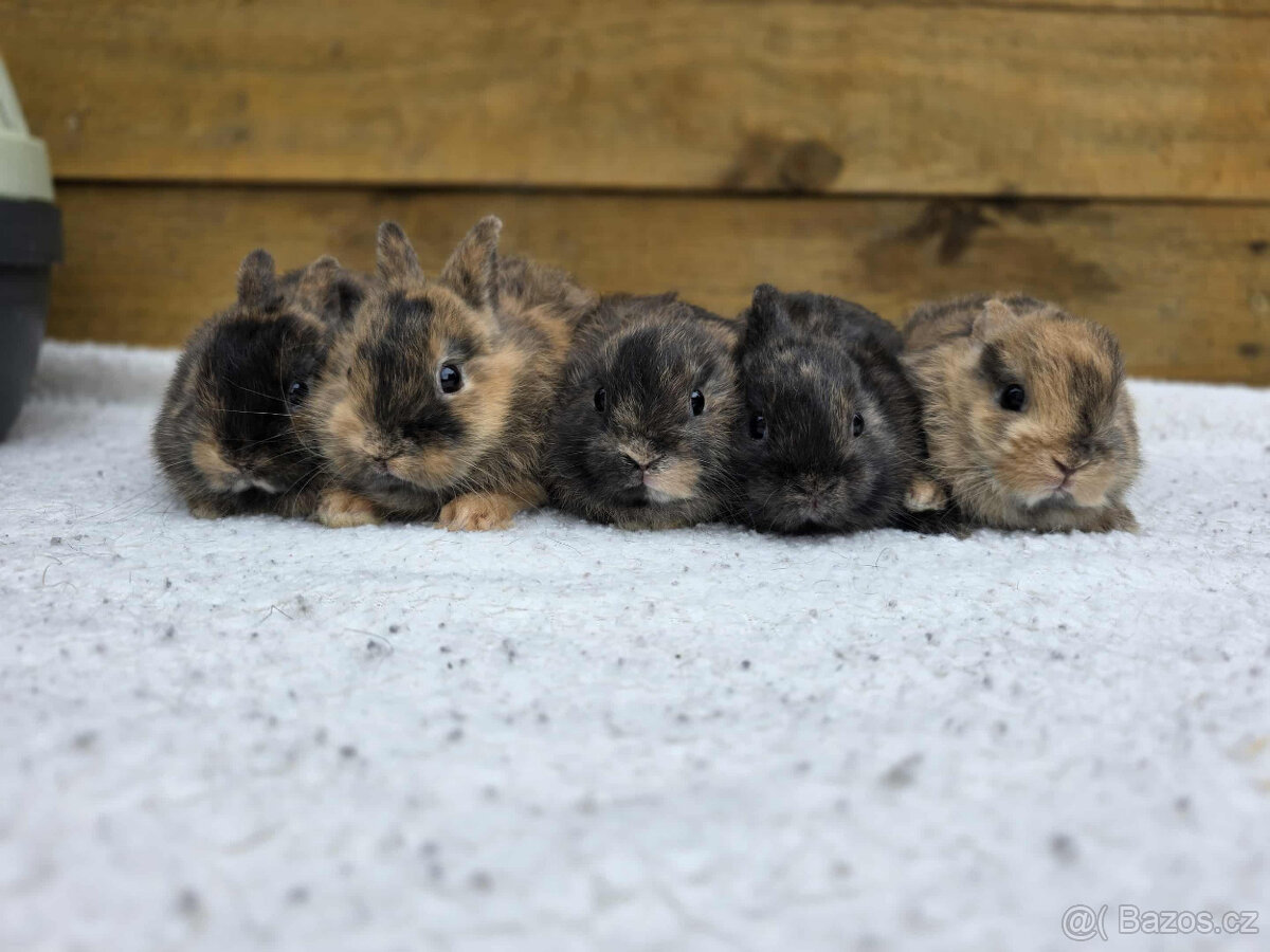 zakrslí králíčci s PP