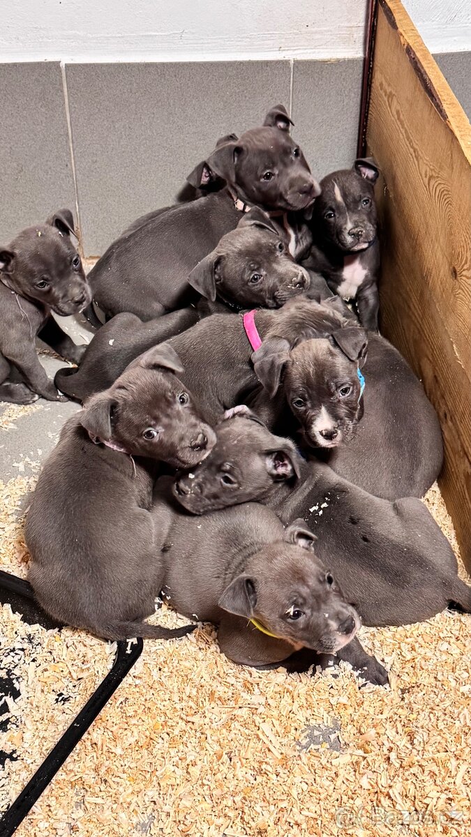 Americký stafordširský teriér