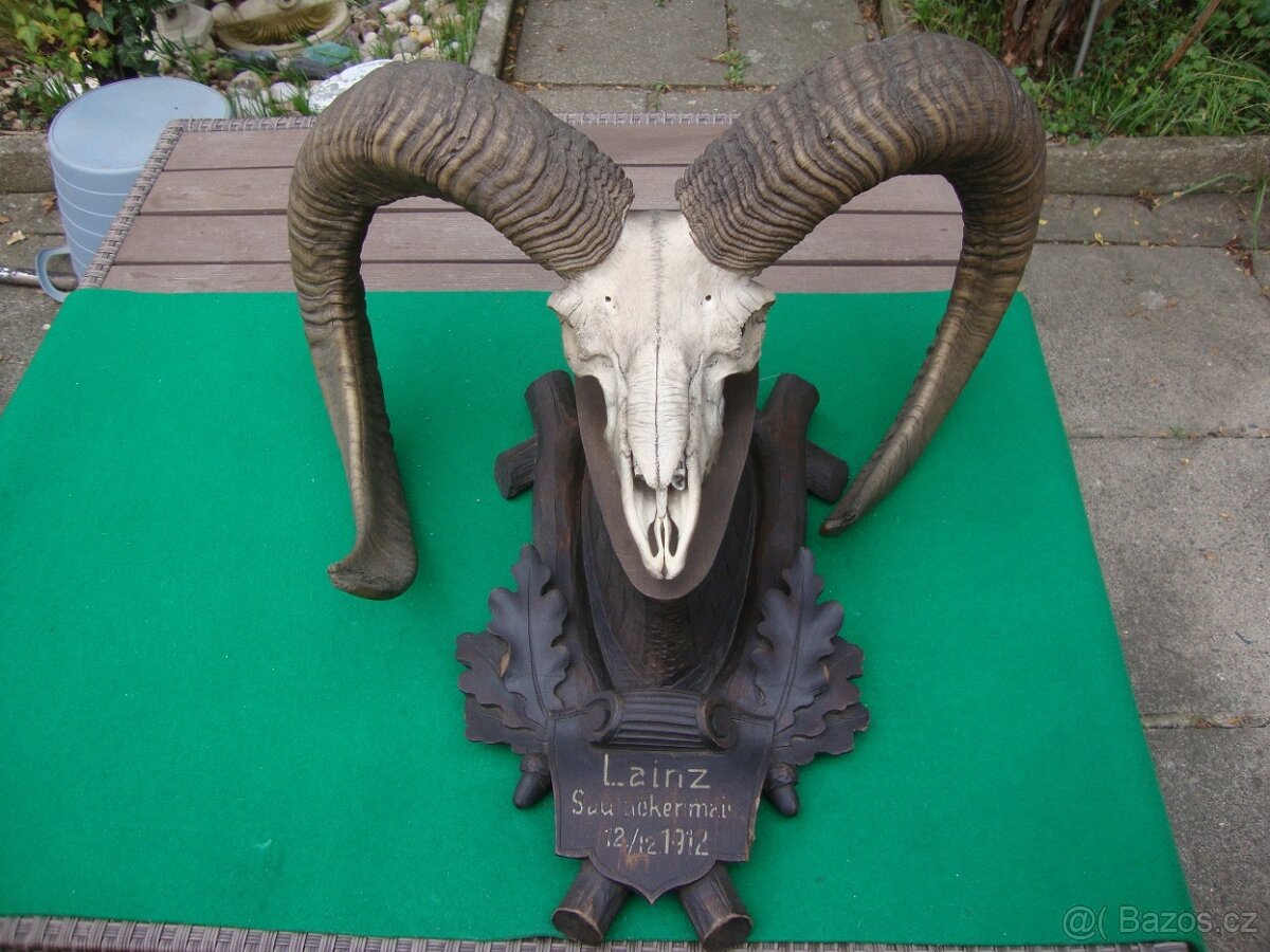 Starožitná Mufloní trofej Muflon 1912 medailové rozměry top
