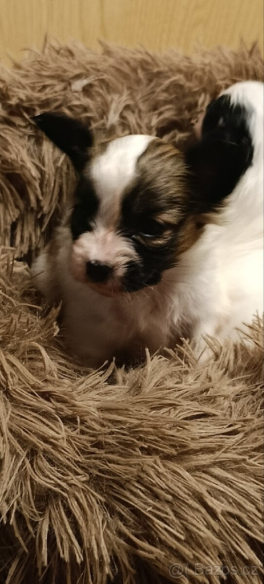 Pejsek papillon s PP