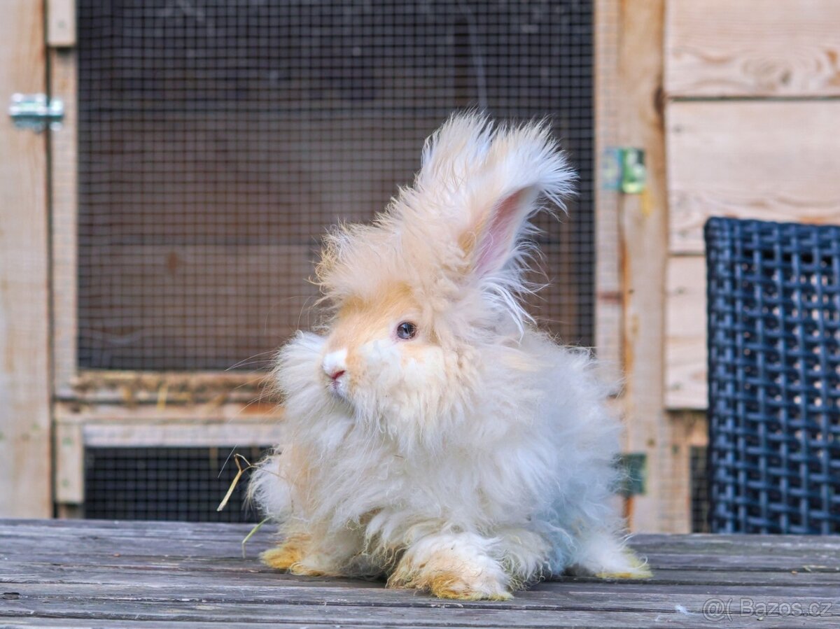 Anglická angora