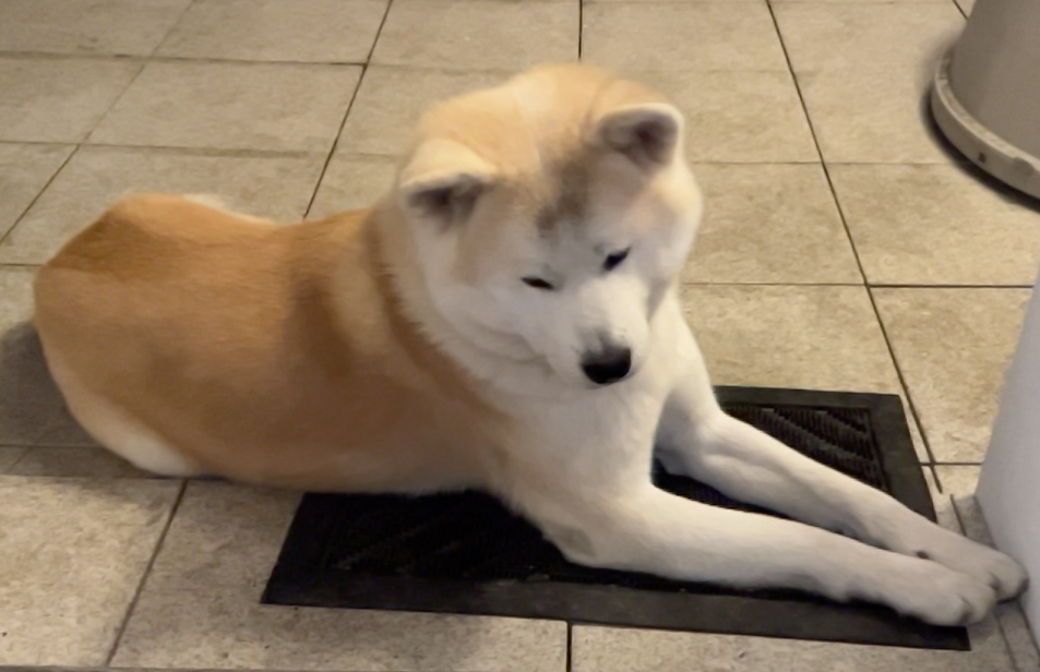 Akita Inu krytí