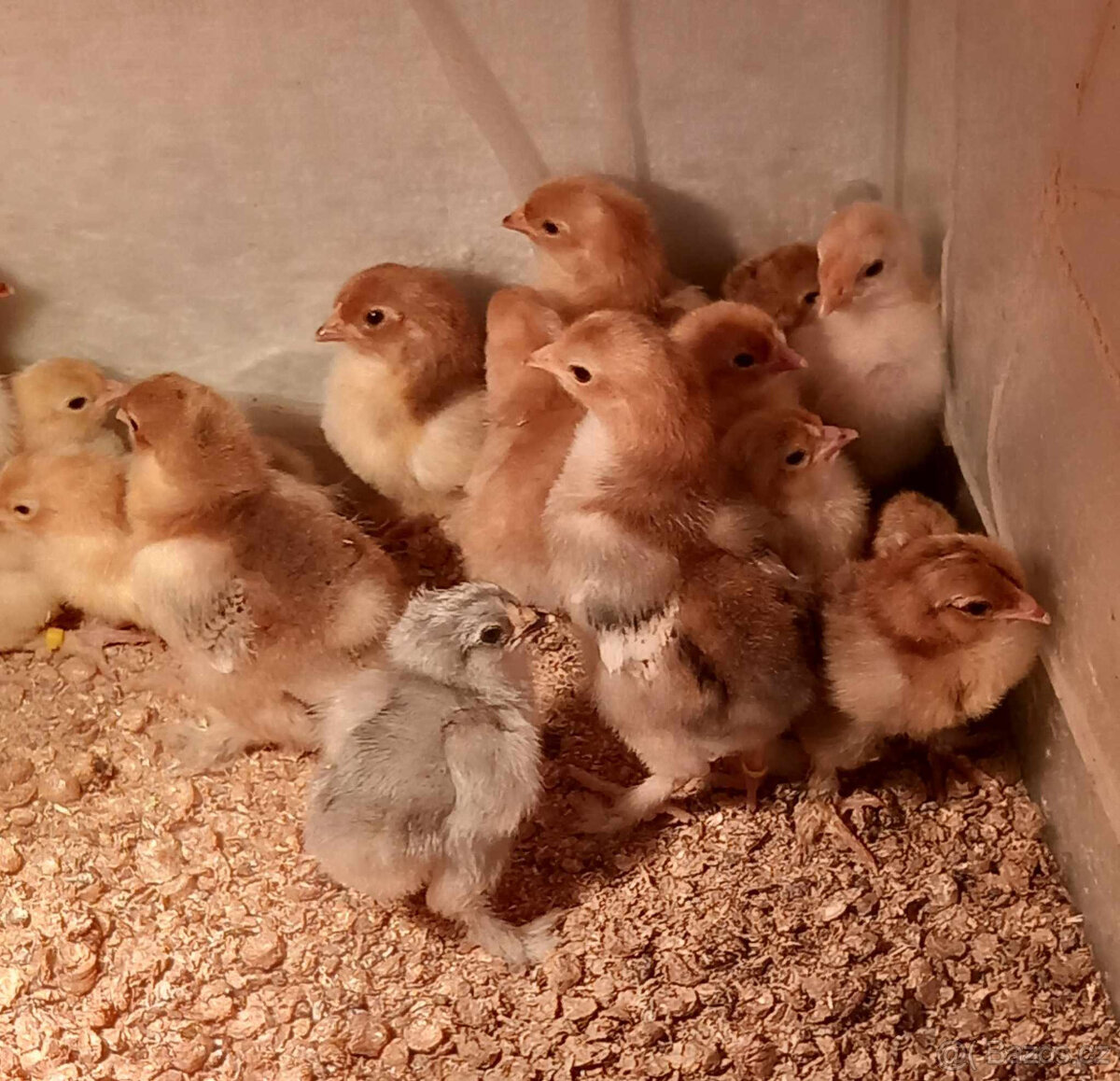 Brahmanka velká Porcellan- kuřata 5ti denní