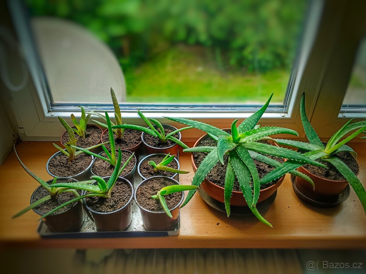 Prodám sazenice Aloe Vera