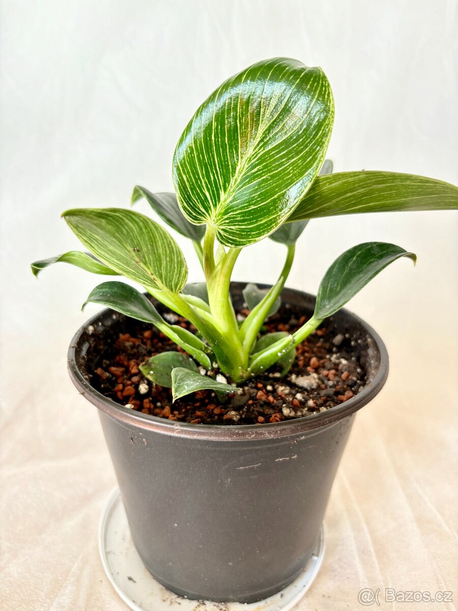 Philodendron birkin