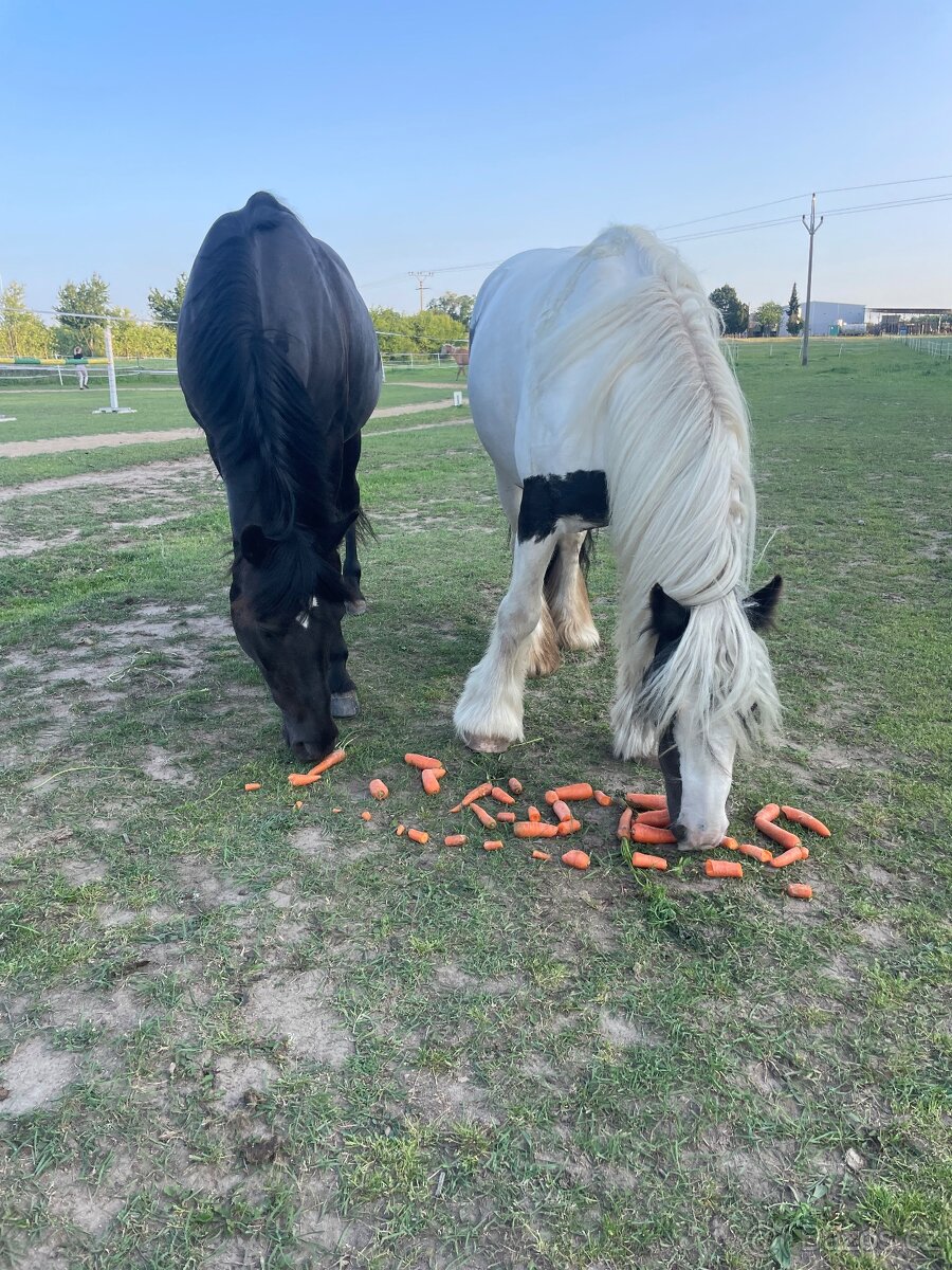 Prodám charakterní kobylu Gypsy cob (irský cob)