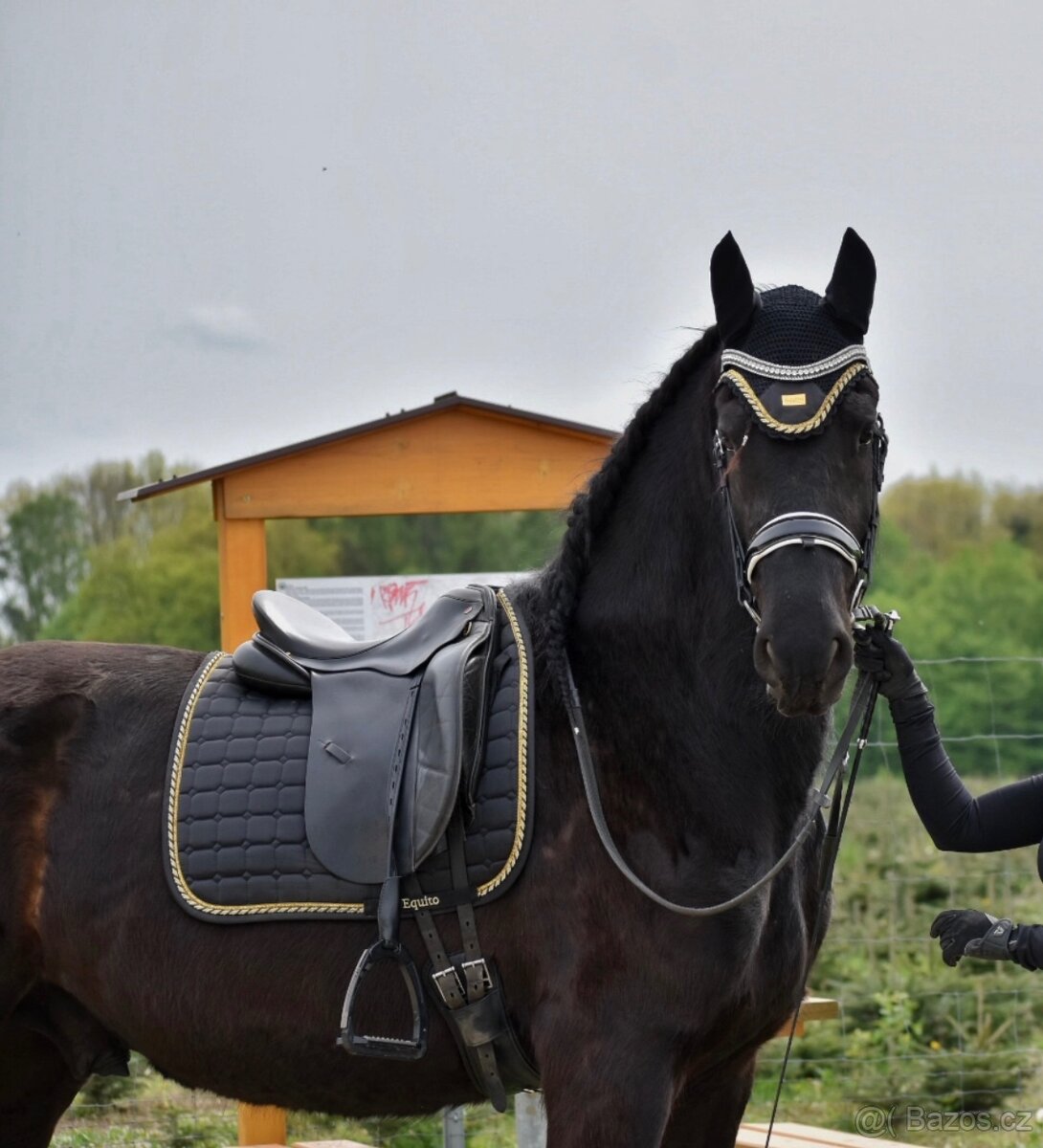 Fríský kůň