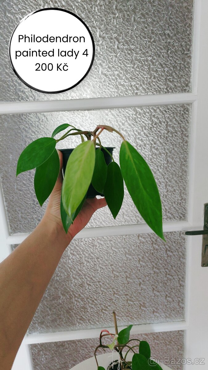 Philodendron - Painted Lady - č. 4