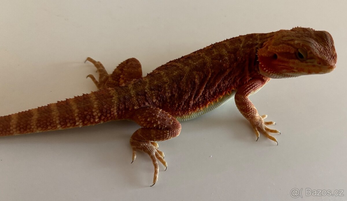Agama vousata Coral Trans