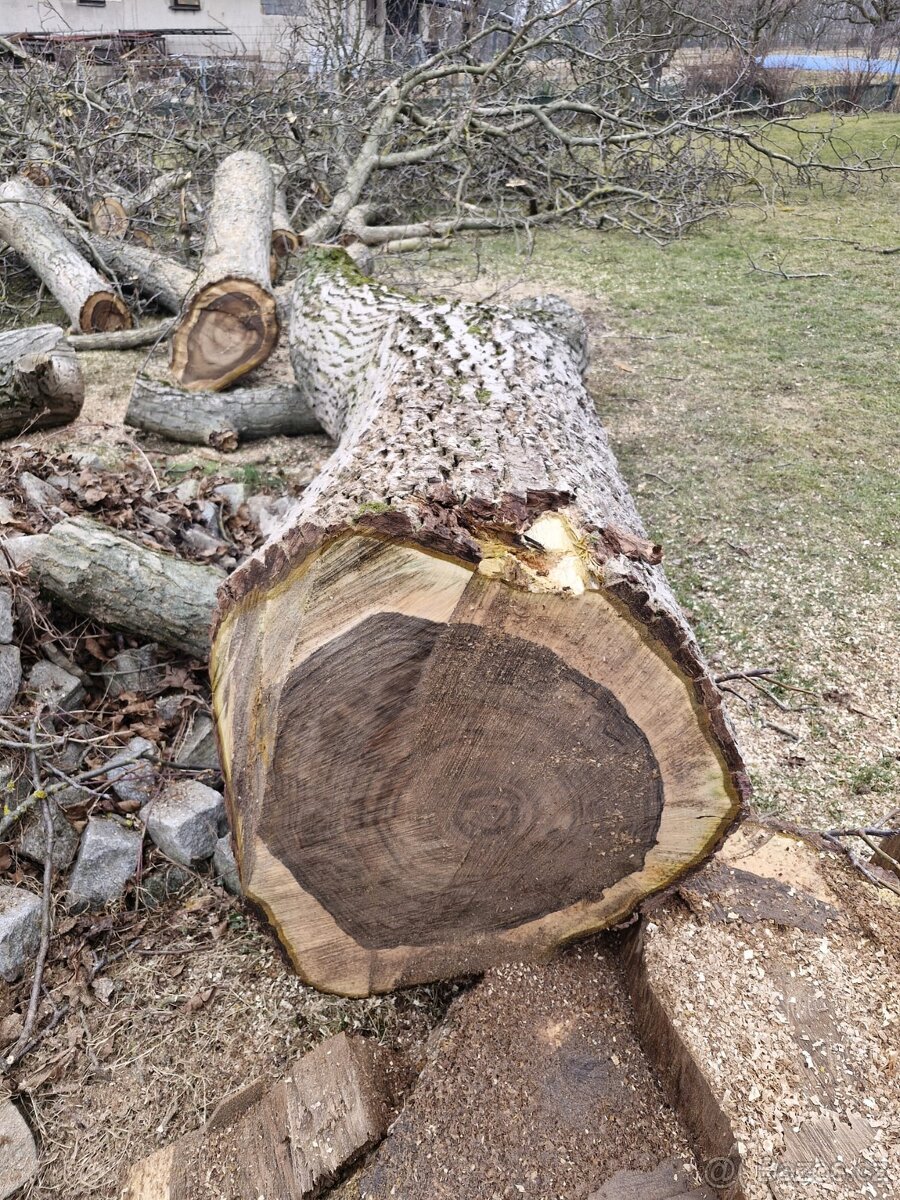 Koupím kmen Ořechu, Jilmu