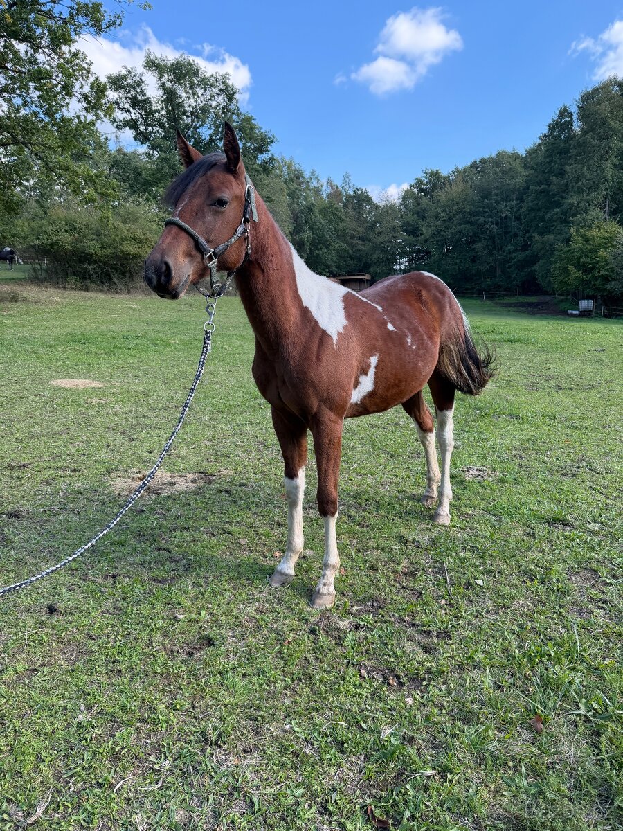 1,5 letá klisna po Fantastic DJ Valentine