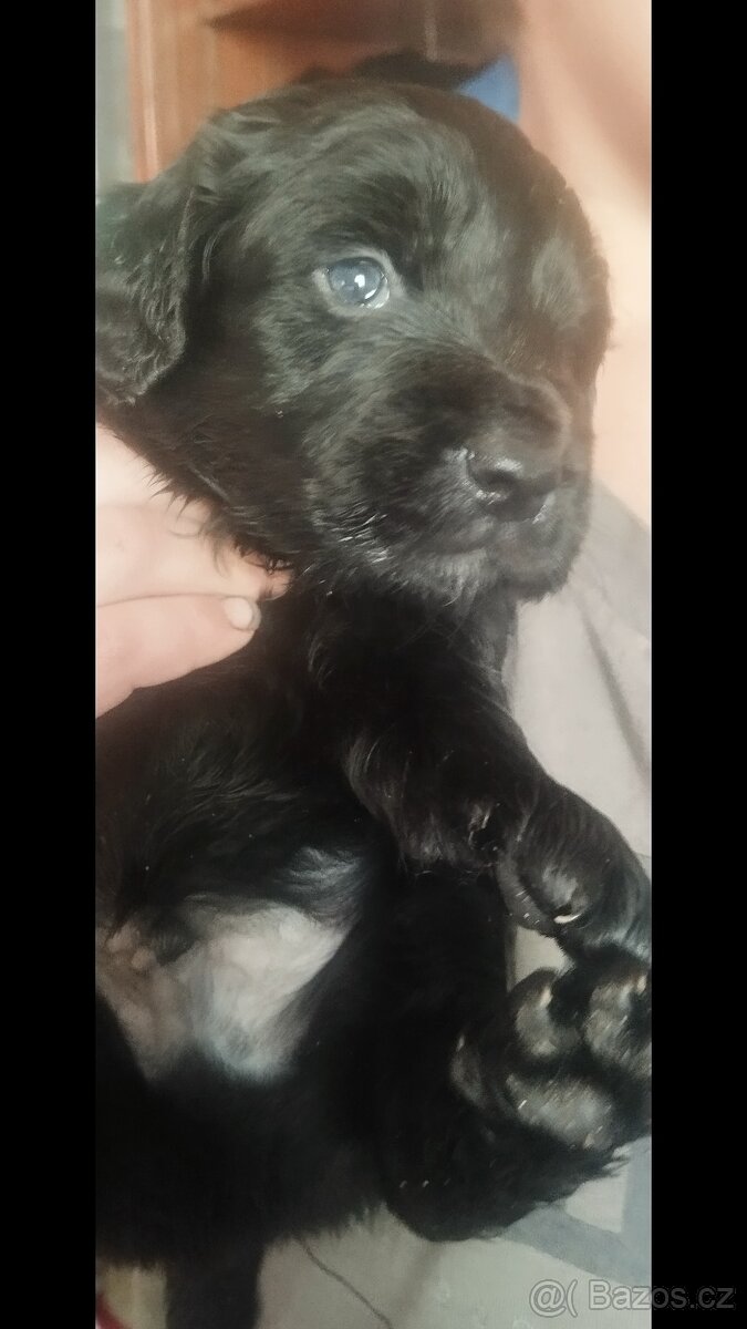 Dobrý den prodám štěňata labradora