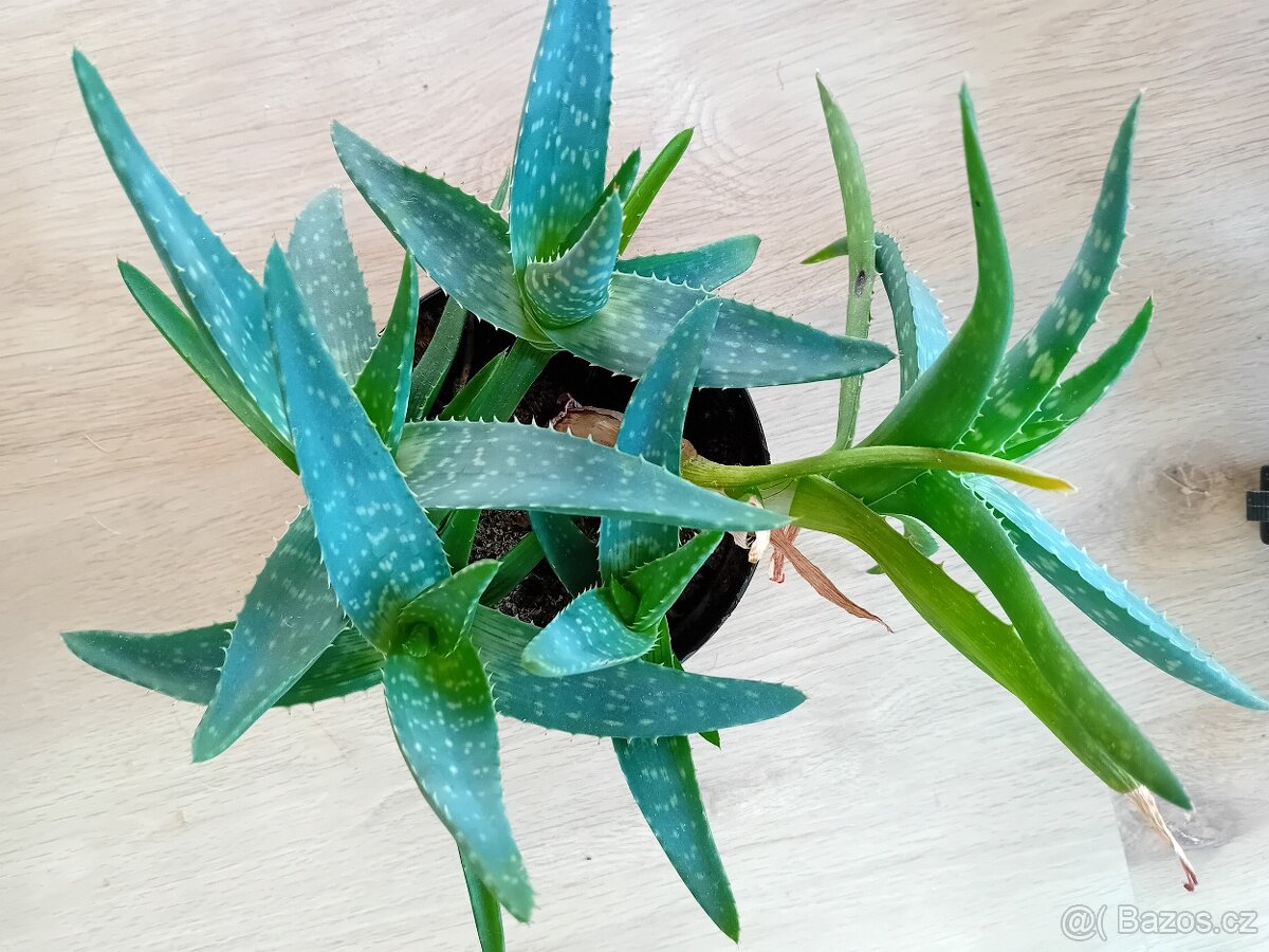 Aloe Pravá